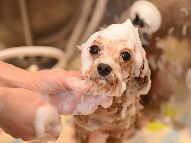 シャンプー中の様子